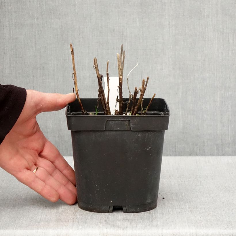 Exemplar von Sonnenbraut Ruby Tuesday - Helenium Topf mit 2L/3L wie im Frühjahr geliefert