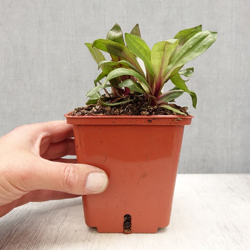Exemplar von Sonnenbraut Sahin's Early Flowerer - Helenium Topf mit 1,5L/2L wie im Frühjahr geliefert
