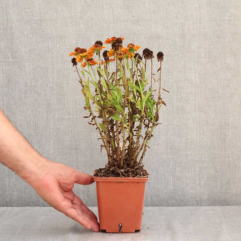 Example of Sonnenbraut Short' n'Sassy - Helenium Topf mit 1L/1,5L as you get in ete