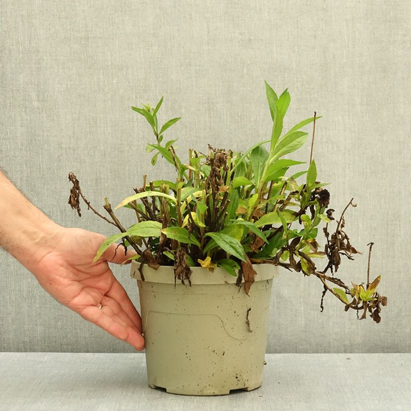 Exemplar von Sonnenbraut Short' n'Sassy - Helenium Topf mit 3L/4L wie im Herbst geliefert