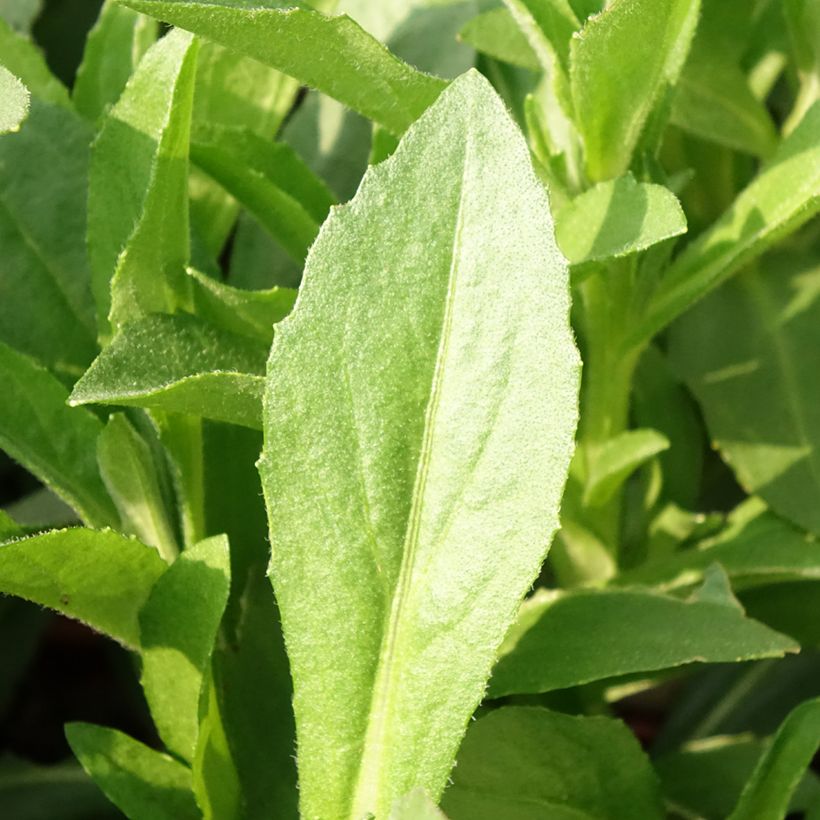 Sonnenbraut Short' n'Sassy - Helenium (Foliage)
