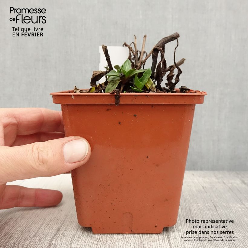 Exemplar von Sonnenbraut Short' n'Sassy - Helenium Topf mit 1L/1,5L wie im Winter geliefert