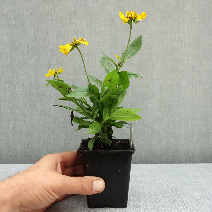 Exemplar von Sonnenbraut Tijuana Brass - Helenium Kleine Töpfe von 8/9 cm wie im Herbst geliefert