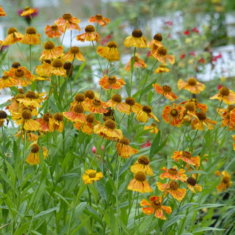 Sonnenbraut Waltraut - Helenium (Plant habit)