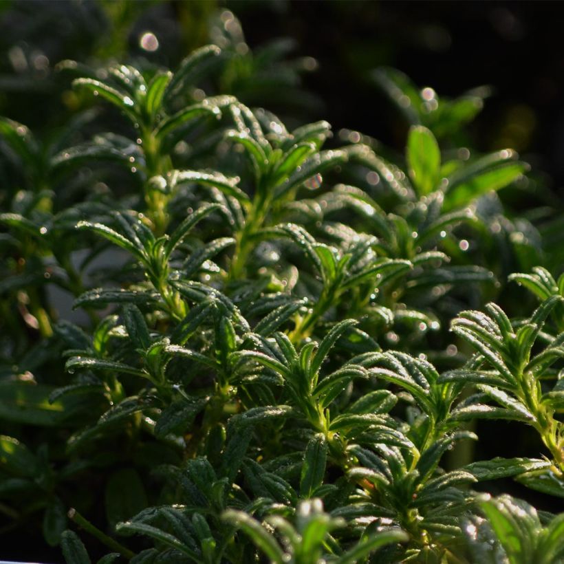 Sonnenröschen Hartswood Ruby - Helianthemum (Foliage)