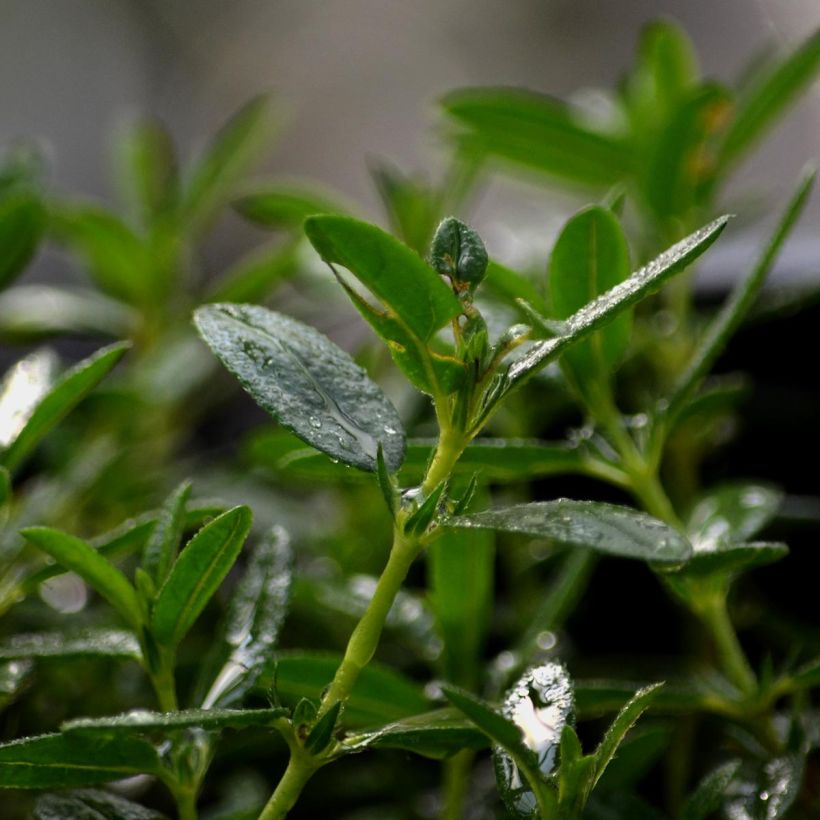 Sonnenröschen Lawrenson's Pink - Helianthemum (Foliage)