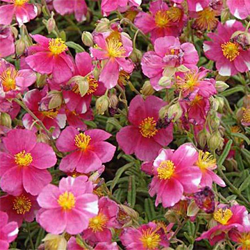 Sonnenröschen Raspberry Ripple - Helianthemum (Flowering)