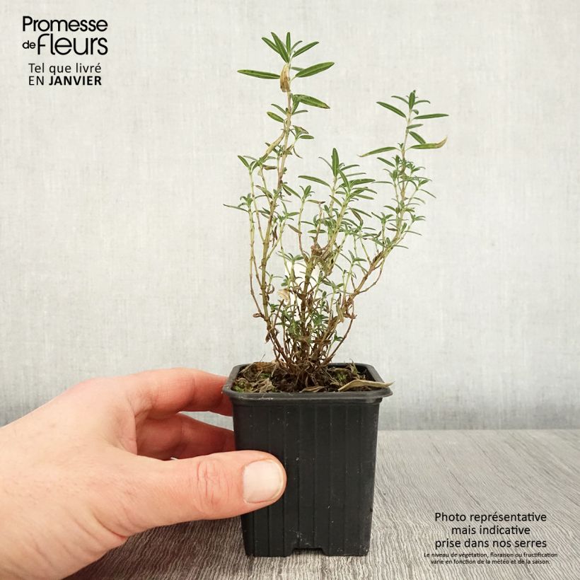 Exemplar von Helianthemum apenninum - Weißes Sonnenröschen Kleine Töpfe von 8/9 cm wie im Winter geliefert