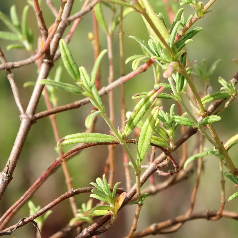 Helianthemum apenninum - Weißes Sonnenröschen (Foliage)