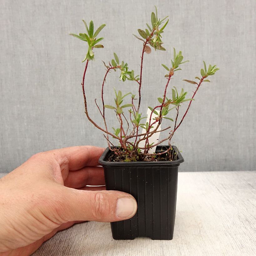 Exemplar von Sonnenröschen Ben Alder - Helianthemum Kleine Töpfe von 8/9 cm wie im Frühjahr geliefert