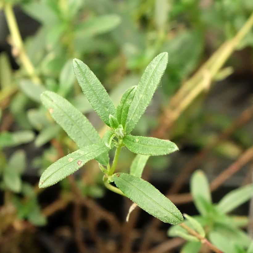 Sonnenröschen Cerise Queen - Helianthemum (Foliage)