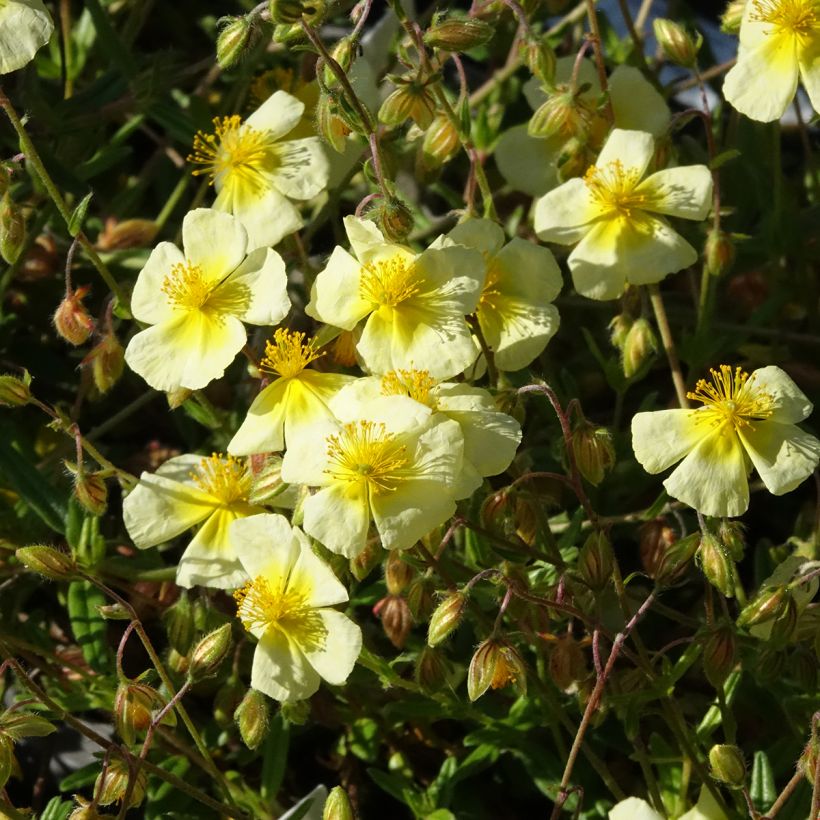 Sonnenröschen Elfenbeinglanz - Helianthemum (Blüte)