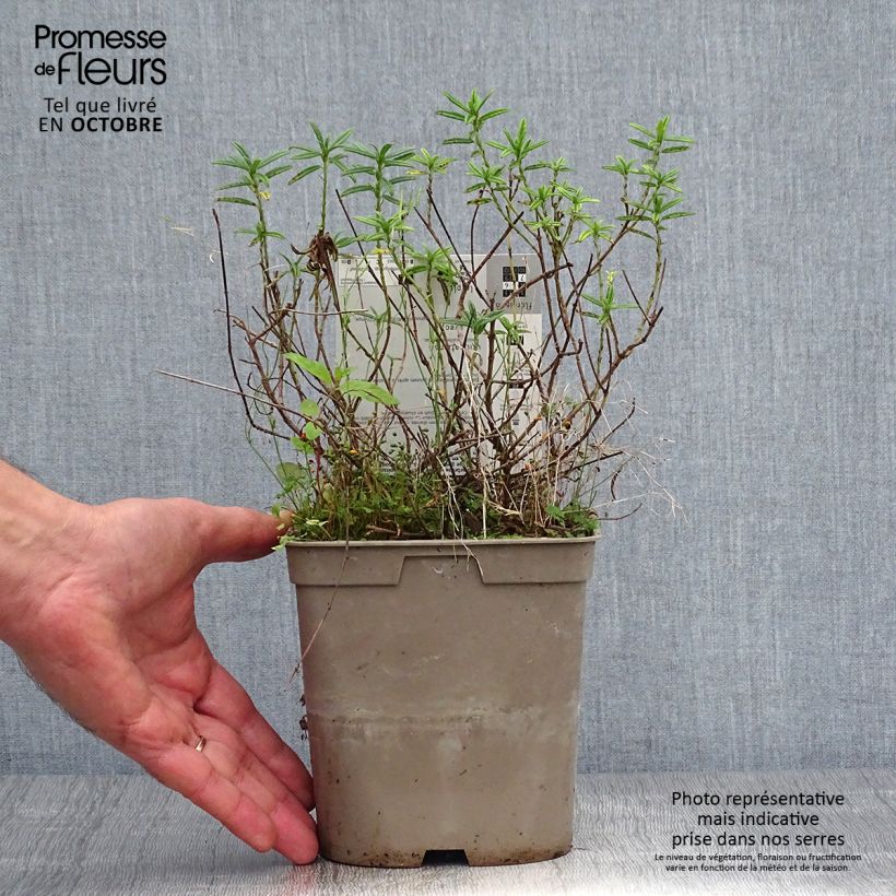Example of Sonnenröschen Hartswood Ruby - Helianthemum Topf mit 2L/3L as you get in automne
