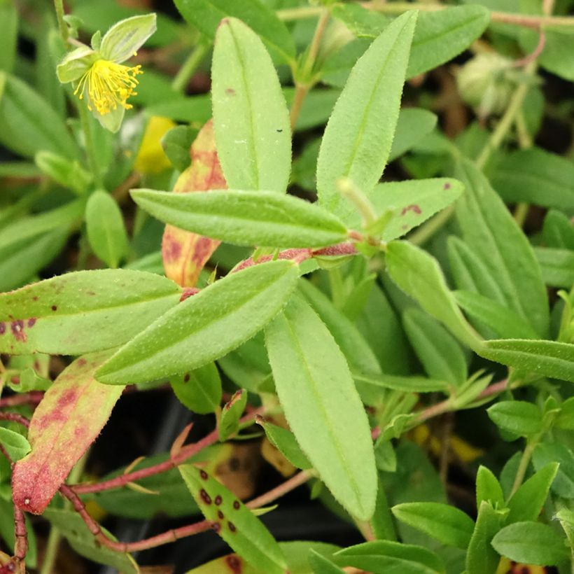 Helianthemum nummularium - Gelbe Sonnenröschen (Foliage)