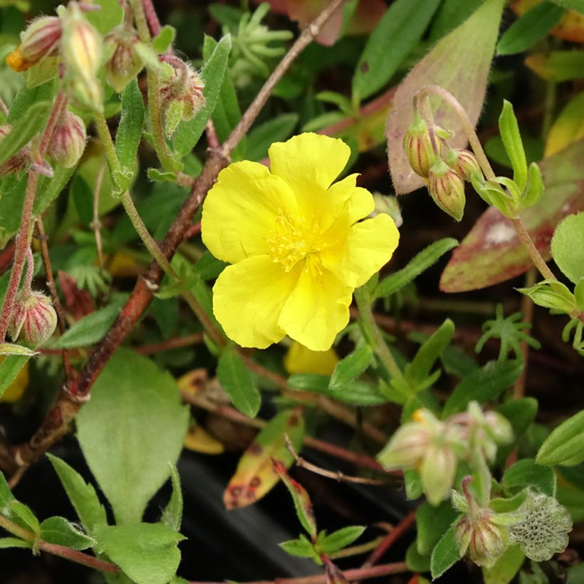 Helianthemum nummularium - Gelbe Sonnenröschen (Flowering)