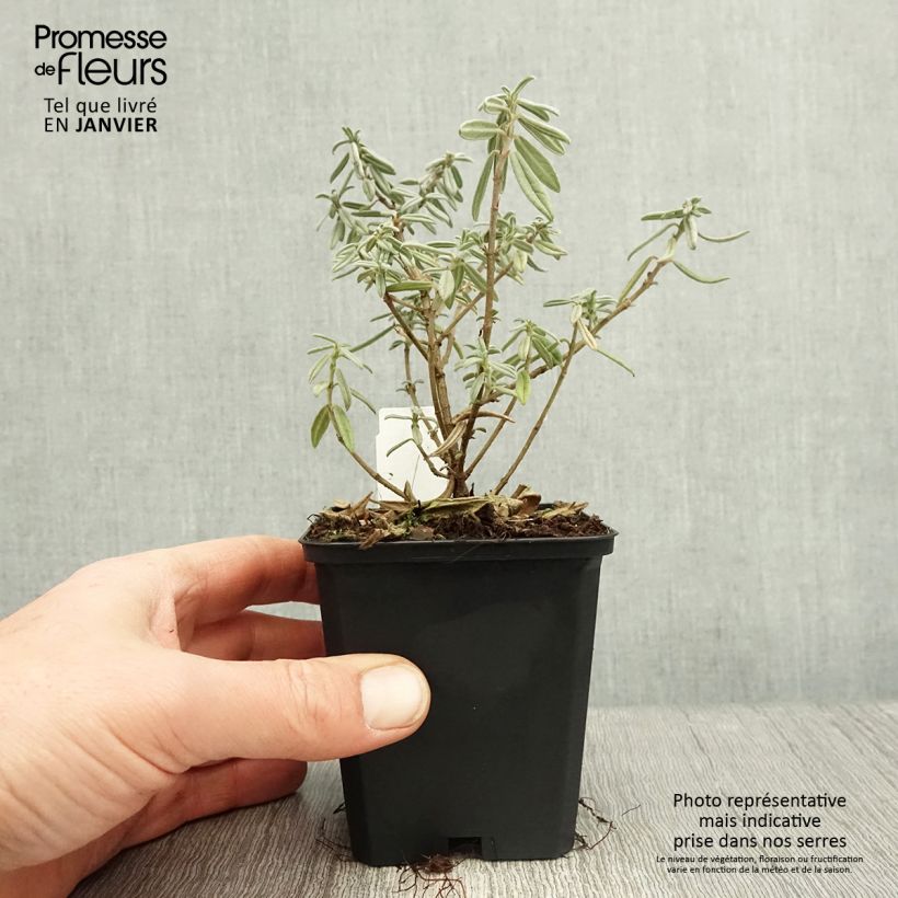 Exemplar von Sonnenröschen Rhodanthe Carneum - Helianthemum Kleine Töpfe von 8/9 cm wie im Winter geliefert