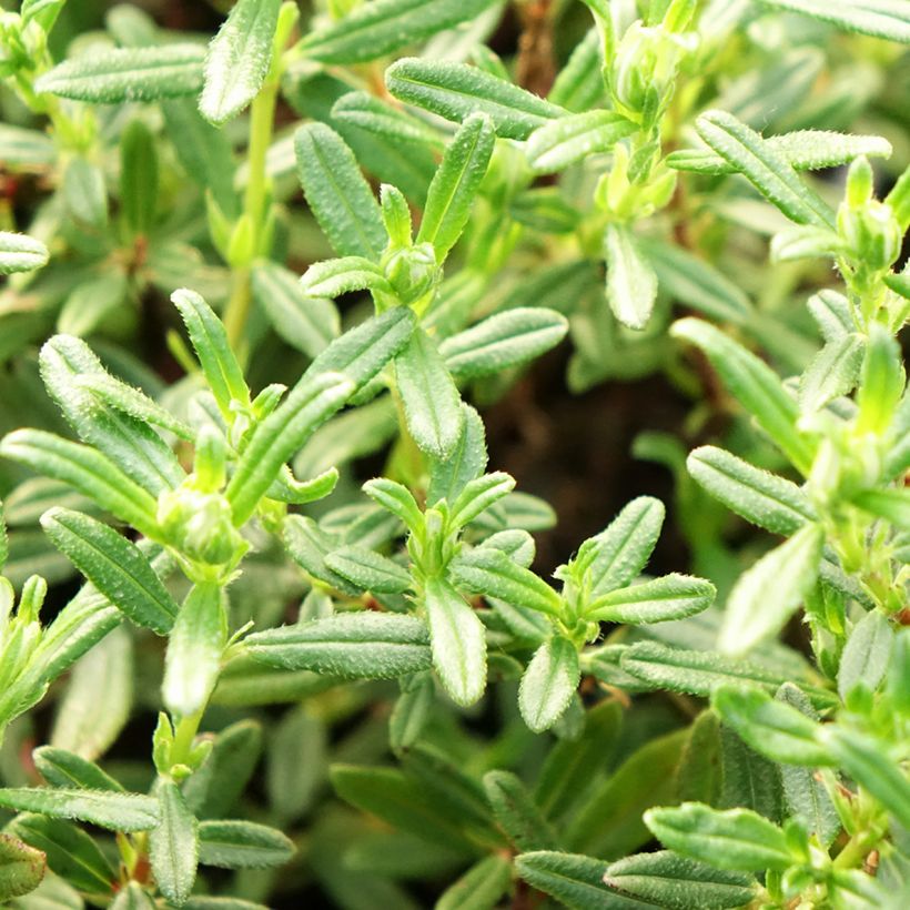 Sonnenröschen Sulphureum Plenum - Helianthemum (Foliage)