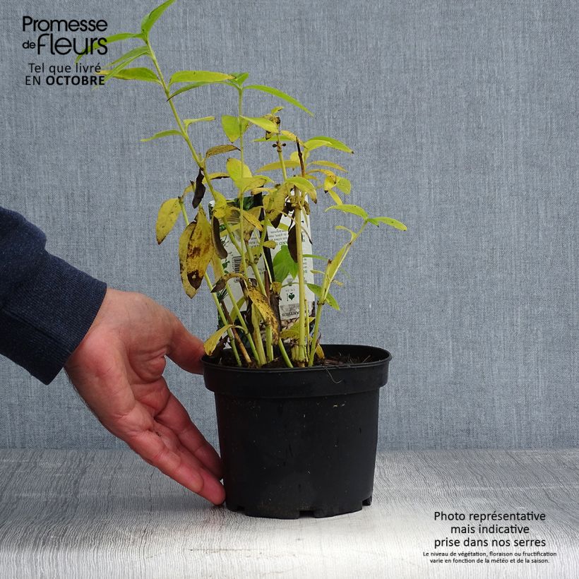 Example of Kropfige Sonnenblume - Helianthus strumosus Topf mit 1,5L/2L as you get in automne