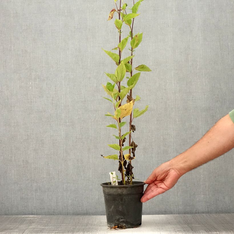 Example of Helianthus Sunshine Daydream - Stauden-Sonnenblume Topf mit 2L/3L as you get in ete