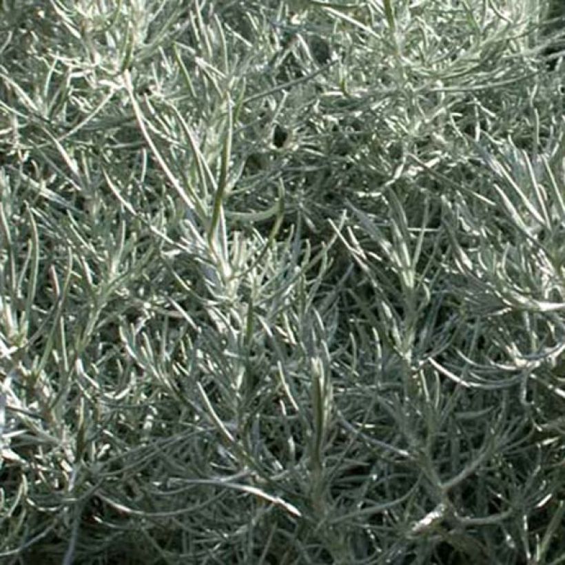 Strohblume - Helichrysum italicum (Foliage)