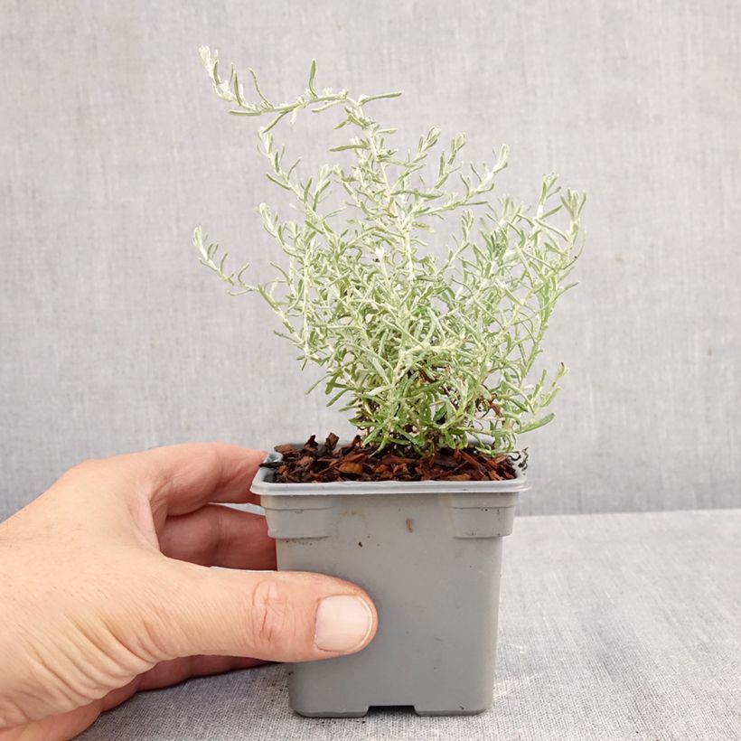 Exemplar von Strohblume Aladin - Helichrysum italicum subsp. microphyllum Kleine Töpfe von 8/9 cm wie im Herbst geliefert