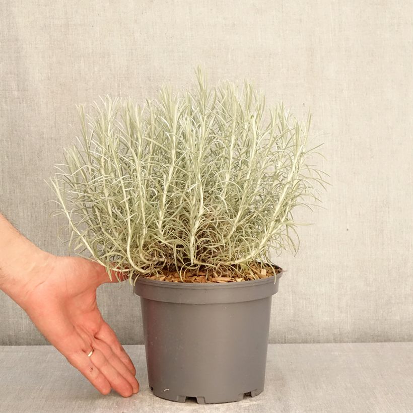Exemplar von Strohblume - Helichrysum italicum subsp. serotinum Topf mit 3L/4L wie im Frühjahr geliefert