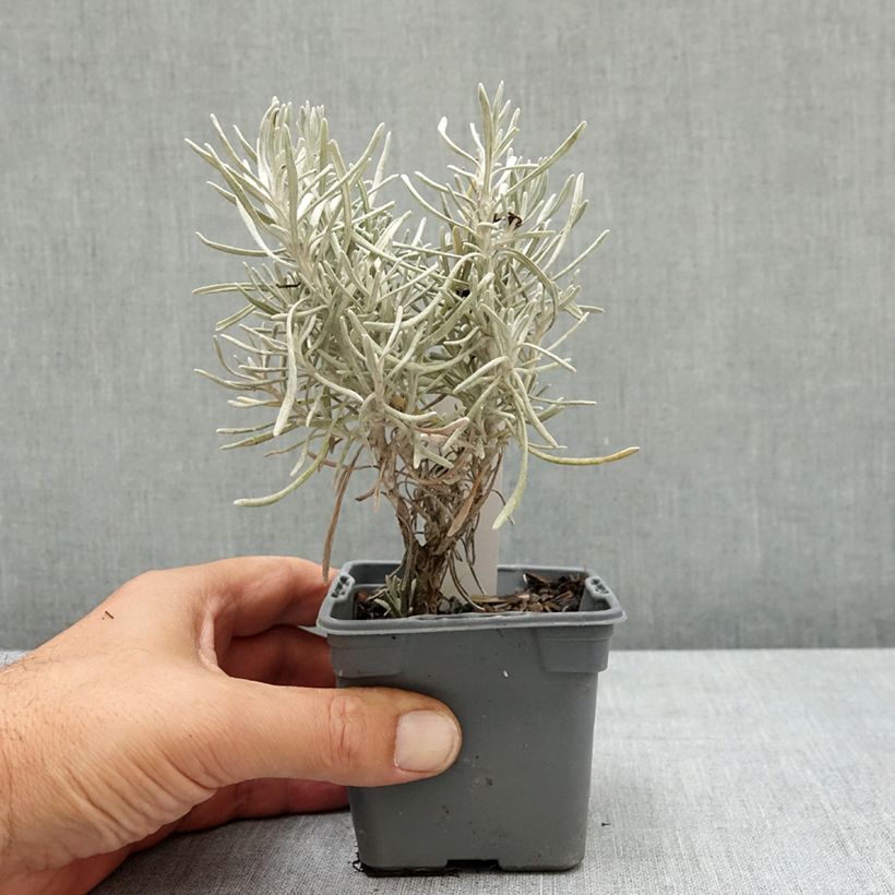 Exemplar von Strohblume Weisses Wunder - Helichrysum italicum Kleine Töpfe von 8/9 cm wie im Sommer geliefert