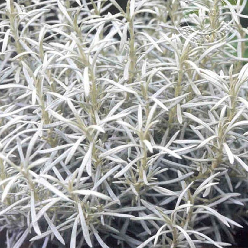 Strohblume Korma - Helichrysum italicum (Foliage)