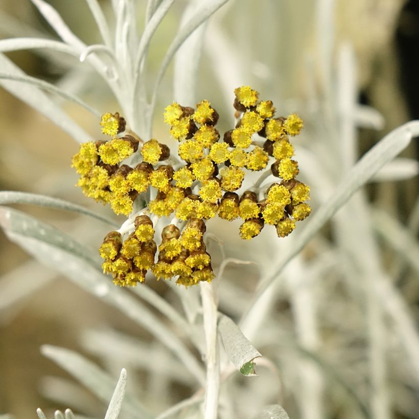 Strohblume Korma - Helichrysum italicum (Flowering)