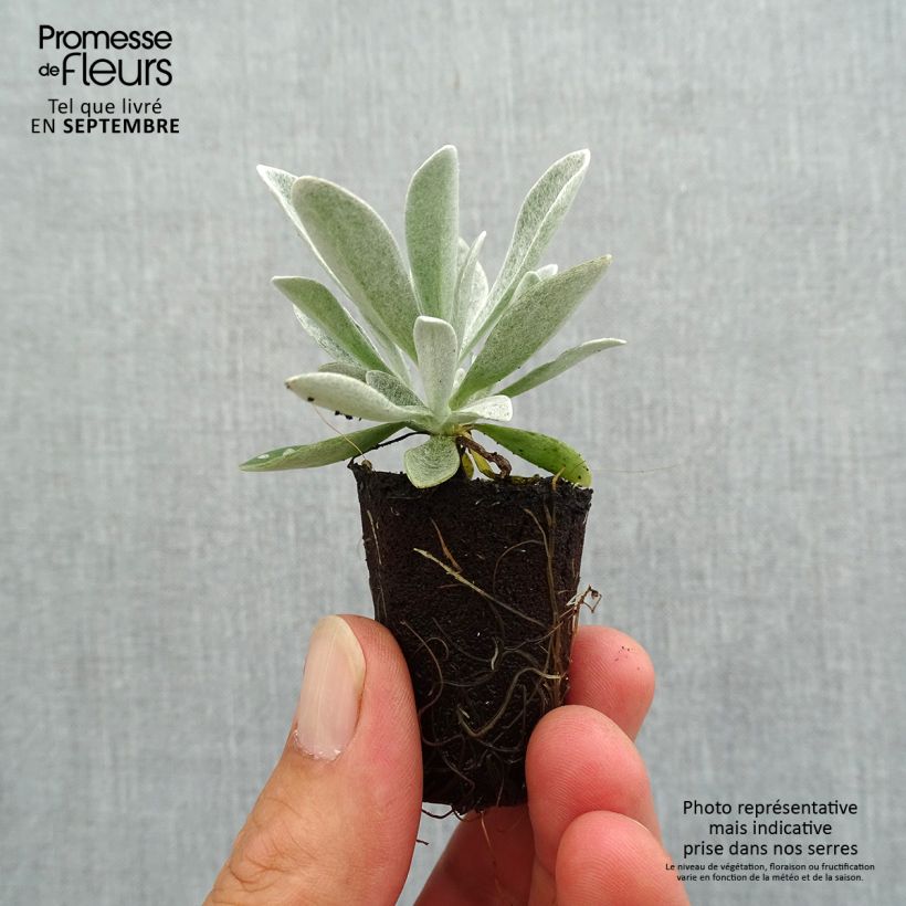 Example of Helichrysum Red Jewel - Strohblume Mini-Plug Ø 3/4 cm as you get in automne