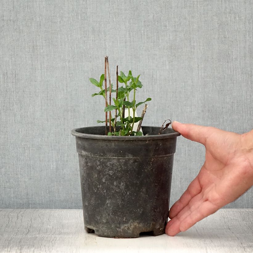 Example of Heliopsis helianthoides Asahi - Sonnenauge Topf mit 2L/3L as you get in ete