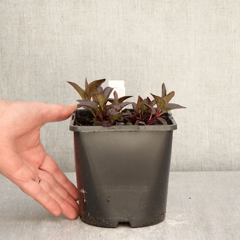 Exemplar von Heliopsis helianthoides Bonfire Sunset (samen) - Sonnenauge Topf mit 1,5L/2L wie im Frühjahr geliefert