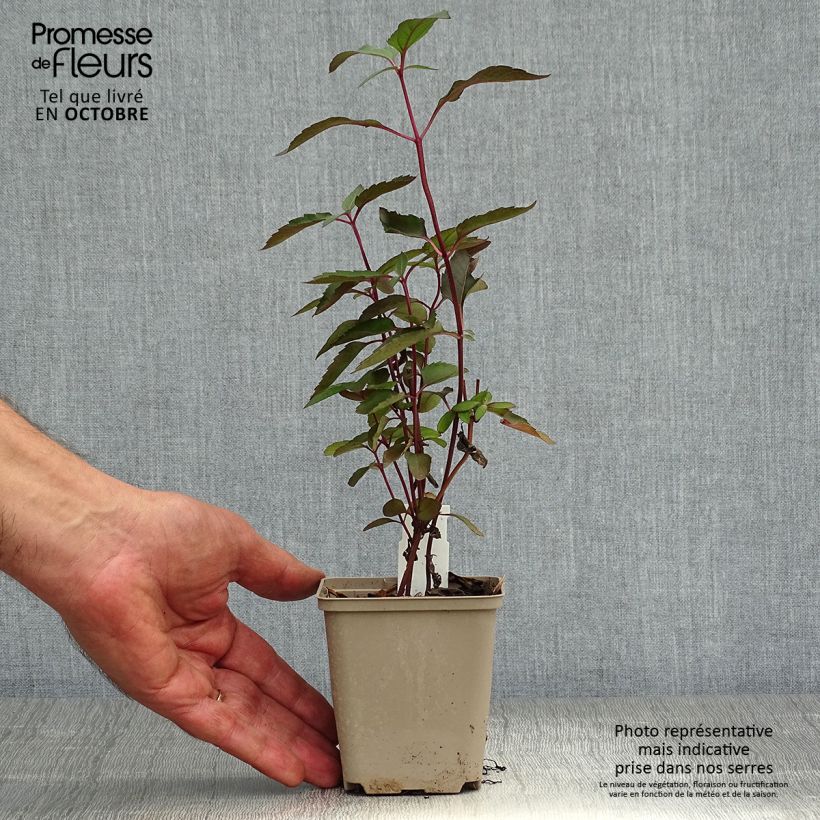Example of Heliopsis helianthoides var. scabra Burning Hearts - Sonnenauge Kleine Töpfe von 8/9 cm as you get in automne