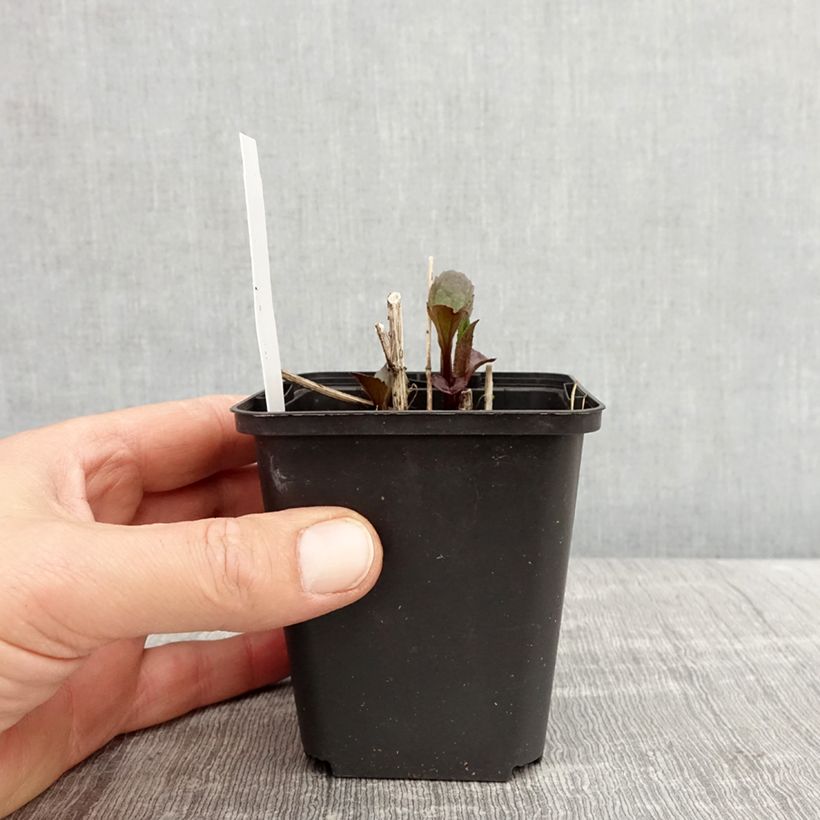 Exemplar von Heliopsis helianthoides var. scabra Funky Spinner - Sonnenauge Kleine Töpfe von 8/9 cm wie im Frühjahr geliefert