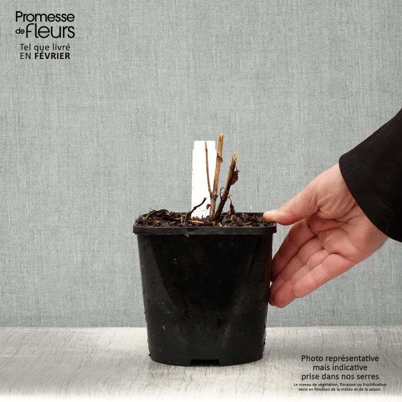 Exemplar von Heliopsis helianthoides var. scabra Funky Spinner - Sonnenauge Topf mit 2L/3L wie im Winter geliefert