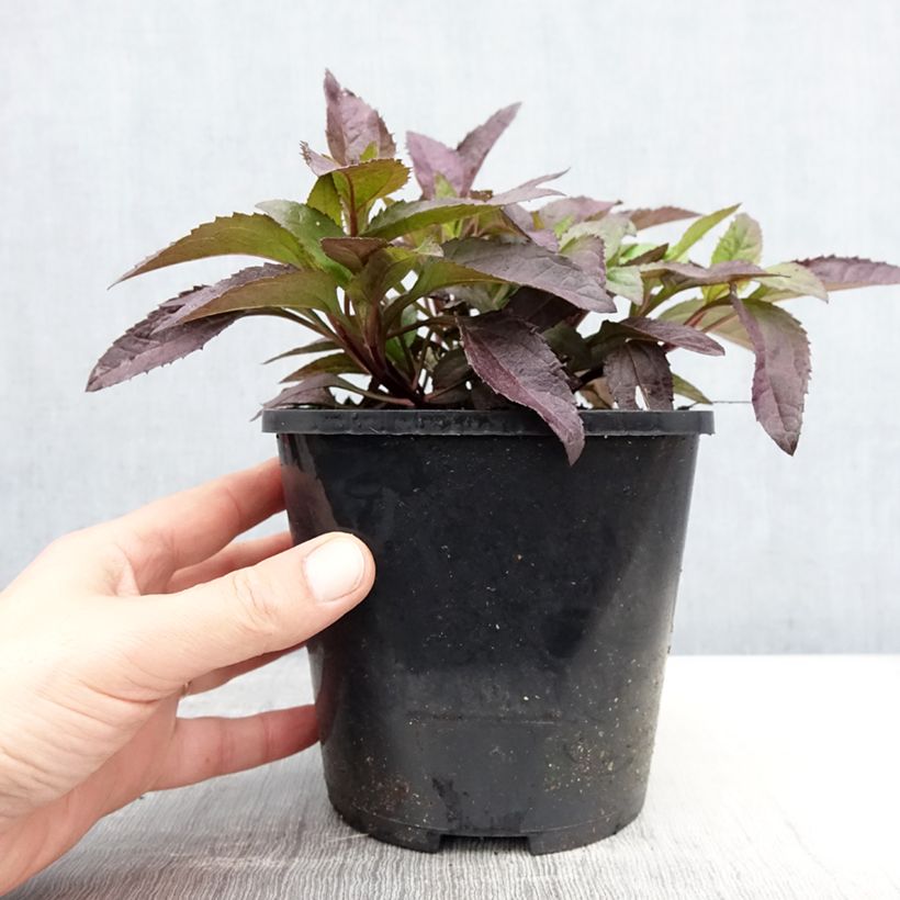 Exemplar von Heliopsis helianthoides var. scabra Funky Spinner - Sonnenauge Topf mit 2L/3L wie im Frühjahr geliefert