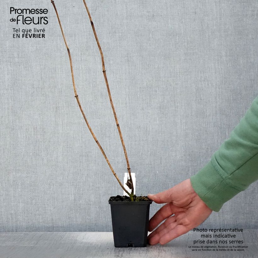 Exemplar von Heliopsis helianthoides Mars - Sonnenauge Kleine Töpfe von 8/9 cm wie im Winter geliefert