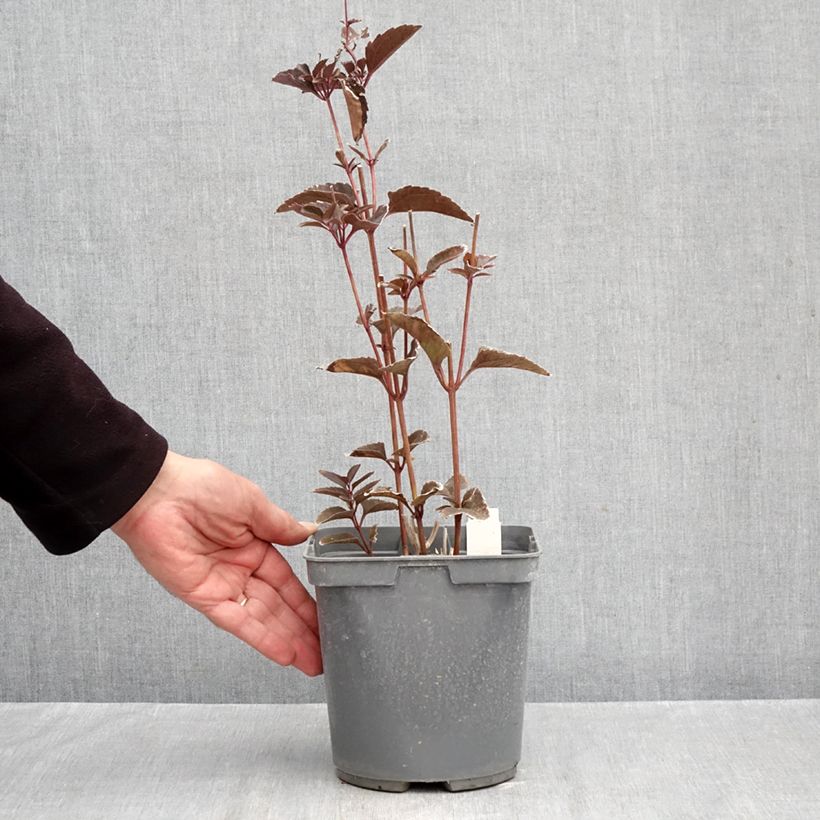 Exemplar von Heliopsis helianthoides Sparkling Contrast - Sonnenauge Topf mit 2L/3L wie im Herbst geliefert