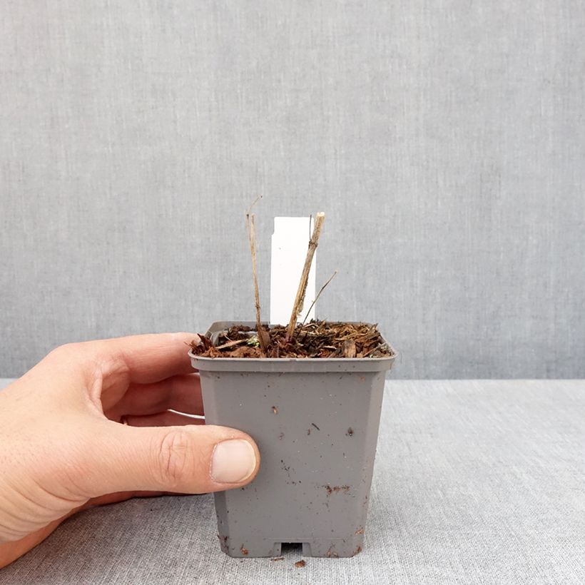 Exemplar von Heliopsis helianthoïdes var. scabra Fire Twister - Sonnenauge Kleine Töpfe von 8/9 cm wie im Frühjahr geliefert