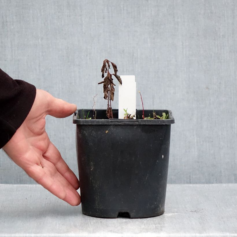 Exemplar von Heliopsis helianthoïdes var. scabra Fire Twister - Sonnenauge Topf mit 2L/3L wie im Herbst geliefert