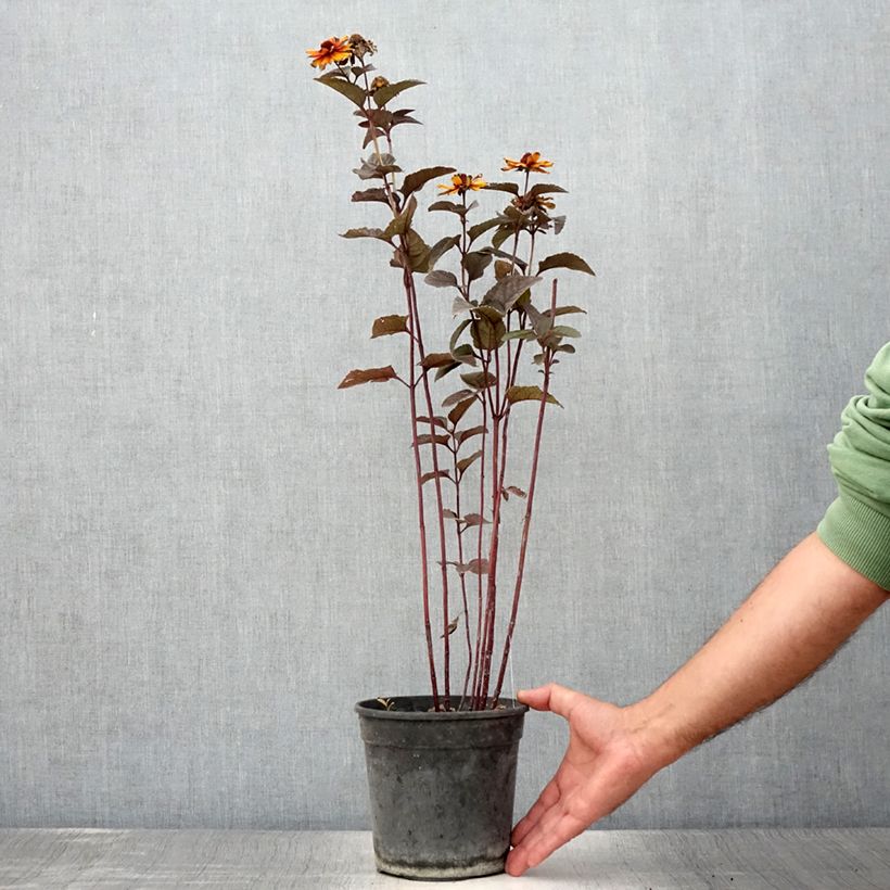 Example of Heliopsis helianthoïdes var. scabra Fire Twister - Sonnenauge Topf mit 2L/3L as you get in ete