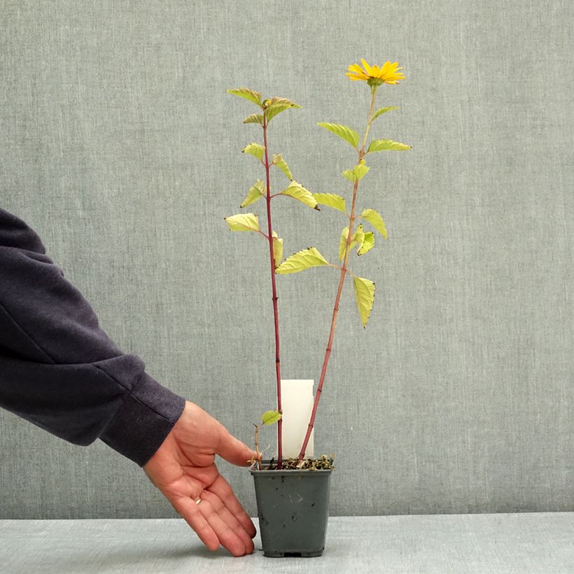 Exemplar von Heliopsis helianthoïdes var. scabra - Sonnenauge Kleine Töpfe von 8/9 cm wie im Sommer geliefert