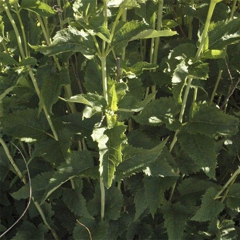 Heliopsis helianthoides var. scabra Venus - Sonnenauge (Foliage)