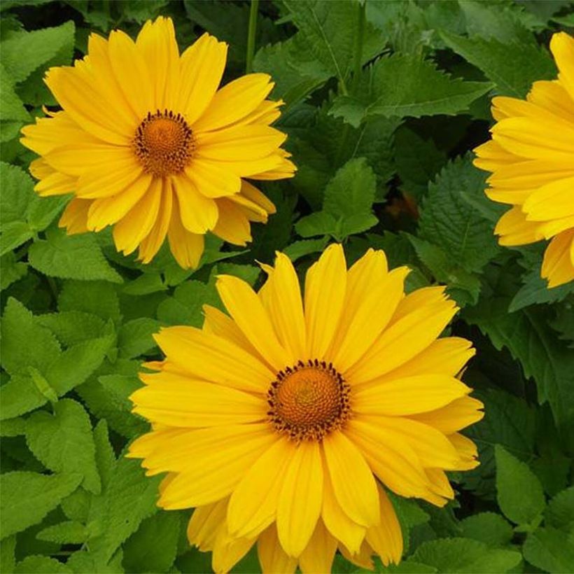 Heliopsis helianthoides var. scabra Venus - Sonnenauge (Flowering)