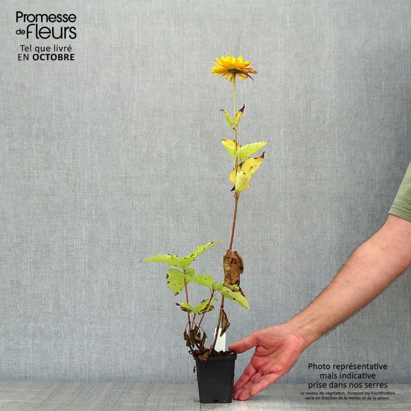 Example of Heliopsis helianthoides var. scabra Venus - Sonnenauge Kleine Töpfe von 8/9 cm as you get in automne