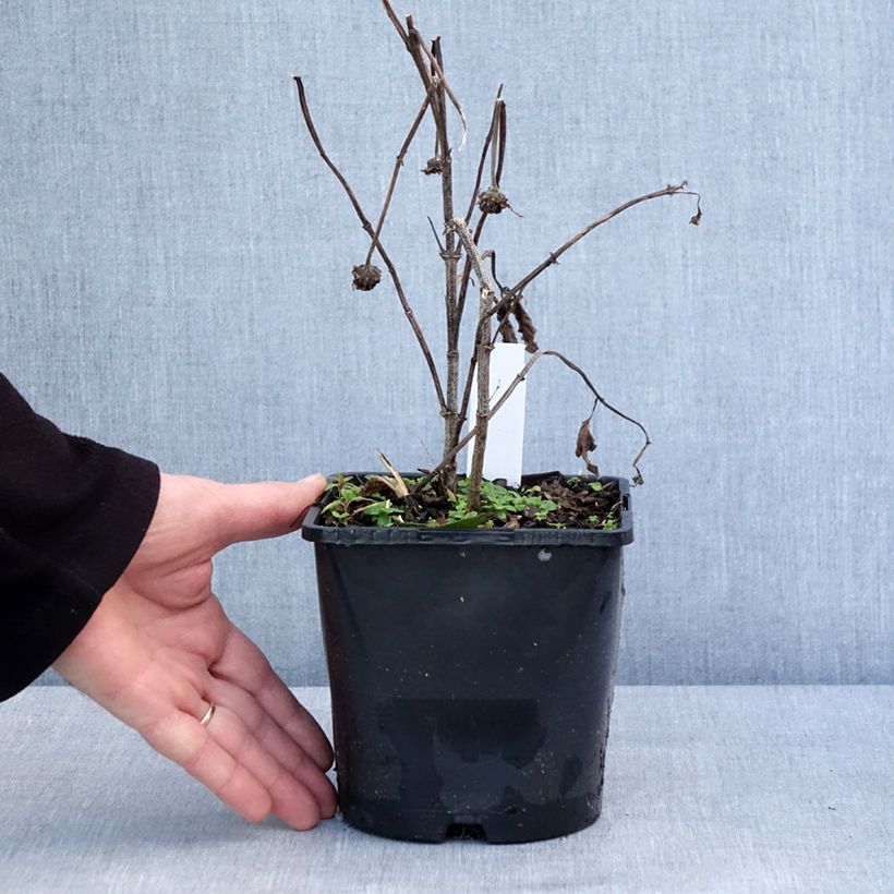 Exemplar von Heliopsis helianthoides Luna Roja - Sonnenauge Topf mit 2L/3L wie im Winter geliefert