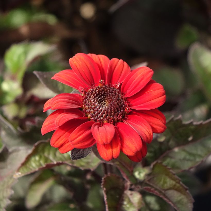 Heliopsis helianthoides Luna Roja - Sonnenauge (Flowering)