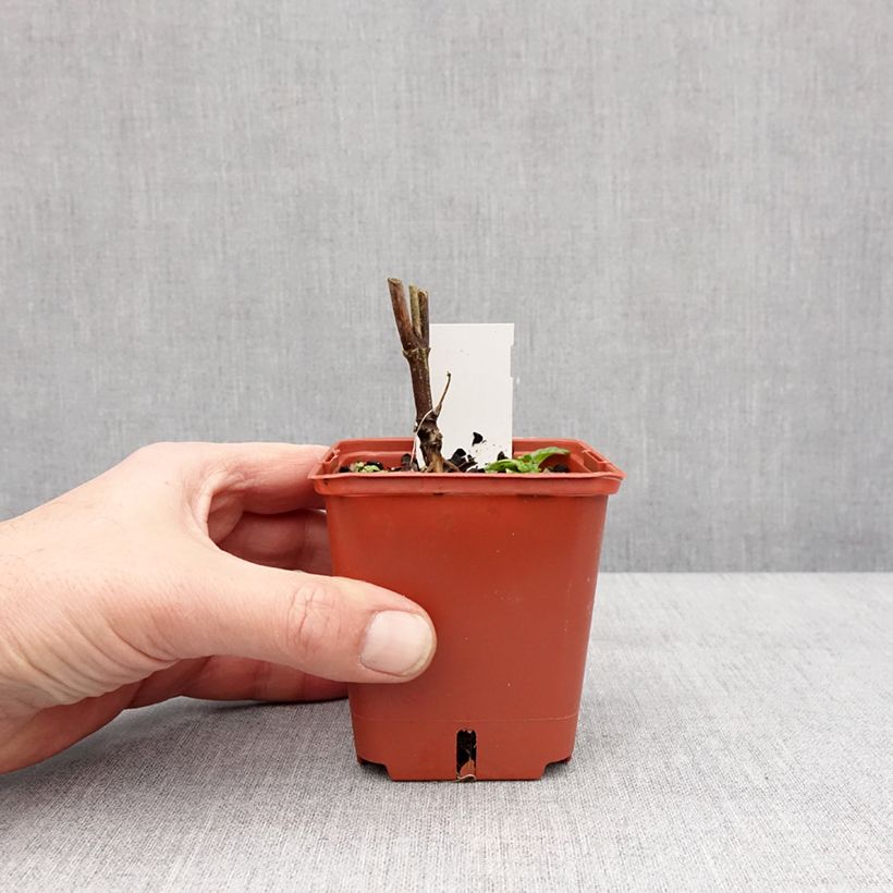 Exemplar von Heliopsis helianthoides var. scabra Punto Rosso - Sonnenauge Kleine Töpfe von 8/9 cm wie im Winter geliefert