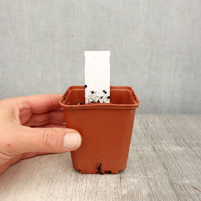 Exemplar von Heliopsis helianthoides var. scabra Punto Rosso - Sonnenauge Kleine Töpfe von 8/9 cm wie im Frühjahr geliefert