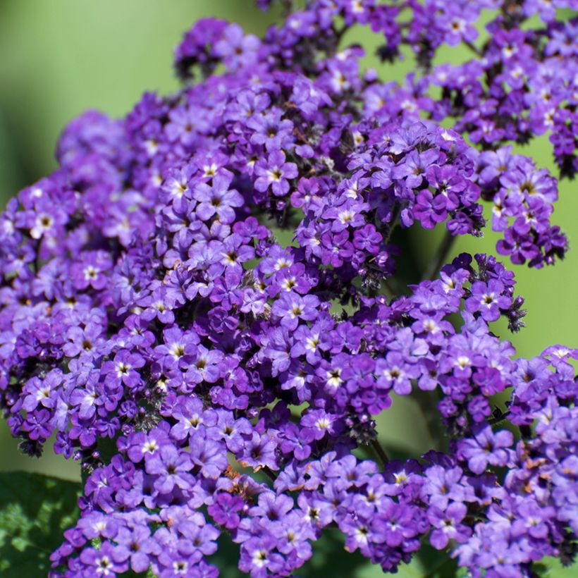 Heliotropium arborescens Marine - Vanilleblume (Flowering)